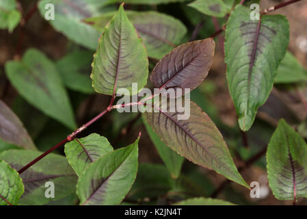 Persicaria microcephala Dragon Rouge Banque D'Images