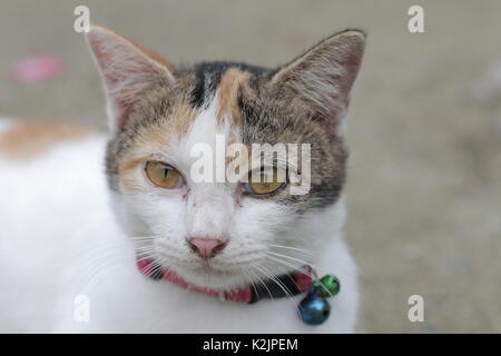 Regard de chaton mignon portrait joli chat blanc Banque D'Images