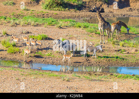 Troupeau de zèbres, girafes et antilopes paissant sur Shingwedzi berge, dans le Parc National Kruger, grand choix de destinations de voyage en Afrique du Sud. Cadre idyllique Banque D'Images