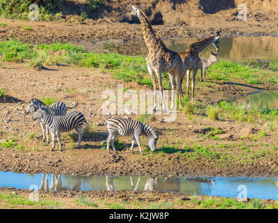 Troupeau de zèbres, girafes et antilopes paissant sur Shingwedzi berge, dans le Parc National Kruger, grand choix de destinations de voyage en Afrique du Sud. Cadre idyllique Banque D'Images