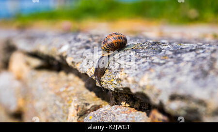 Escargot de ramper sur un hard rock texture dans la nature ; la marche de l'escargot à rayures marron sur les rochers au jour de pluie, Bretagne (Bretagne), France Banque D'Images