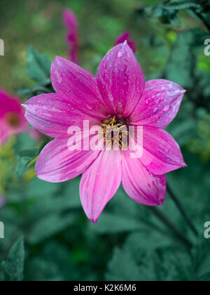 Dahlia Magenta star en bordure de jardin Banque D'Images