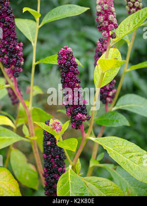 Usine du phytolaque (pokeweed) américain Phytolacca americana des organes de fructification Banque D'Images