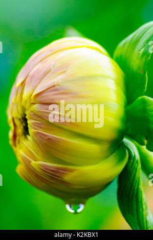 Glasgow, Ecosse, Royaume-Uni. 30 août, 2017. Météo France : Dahlia affichage floral dans les jardins de Pollok Country Park sur un ciel nuageux et averses l'après-midi. Credit : Skully/Alamy Live News Banque D'Images