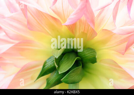 Glasgow, Ecosse, Royaume-Uni. 30 août, 2017. Météo France : Dahlia affichage floral dans les jardins de Pollok Country Park sur un ciel nuageux et averses l'après-midi. Credit : Skully/Alamy Live News Banque D'Images