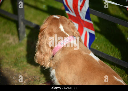 Le palais de Kensington, Londres, Royaume-Uni. Août 31, 2017. Hommages sont posées en dehors de Kensington Palace pour le 20e anniversaire de la mort de la princesse Diana. Crédit : Matthieu Chattle/Alamy Live News Banque D'Images