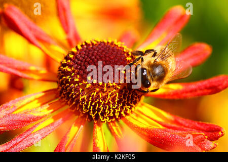 Leeds, UK. Août 31, 2017. Le dernier jour du mois d'août le matin, la pluie a fait place à un après-midi de soleil. Les abeilles étaient occupés à polliniser les fleurs rudbeckia développe à Golden Acre Park dans la ville de Leeds. Prises le 31 août 2017. Crédit : Andrew Gardner/Alamy Live News Banque D'Images