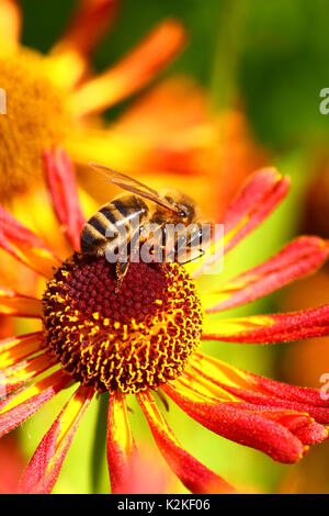 Leeds, UK. Août 31, 2017. Le dernier jour du mois d'août le matin, la pluie a fait place à un après-midi de soleil. Les abeilles étaient occupés à polliniser les fleurs rudbeckia développe à Golden Acre Park dans la ville de Leeds. Prises le 31 août 2017. Crédit : Andrew Gardner/Alamy Live News Banque D'Images