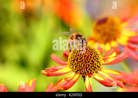 Leeds, UK. Août 31, 2017. Le dernier jour du mois d'août le matin, la pluie a fait place à un après-midi de soleil. Les abeilles étaient occupés à polliniser les fleurs rudbeckia développe à Golden Acre Park dans la ville de Leeds. Prises le 31 août 2017. Crédit : Andrew Gardner/Alamy Live News Banque D'Images