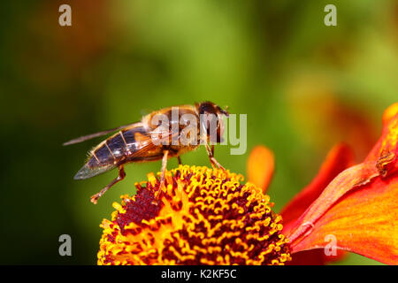 Leeds, UK. Août 31, 2017. Météo britannique. Les insectes pollinisateurs ont occupé les belles fleurs du Golden Acre Park à Leeds, West Yorkshire quand le soleil s'est montré cet après-midi. C'est une pollinisation hoverfly rudbeckia fleur. Prises le 31 août 2017. Credit : Victoria Gardner/Alamy Live News Banque D'Images