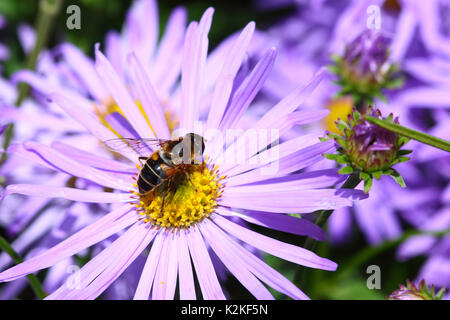 Leeds, UK. Août 31, 2017. Météo britannique. Les insectes pollinisateurs ont occupé les belles fleurs du Golden Acre Park à Leeds, West Yorkshire quand le soleil s'est montré cet après-midi. Prises le 31 août 2017. Credit : Victoria Gardner/Alamy Live News Banque D'Images