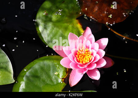 Leeds, UK. Août 31, 2017. Météo britannique. L'eau lillies à l'air charmant parc Golden Acre à Leeds, West Yorkshire.prises le 31 août 2017. Credit : Victoria Gardner/Alamy Live News Banque D'Images