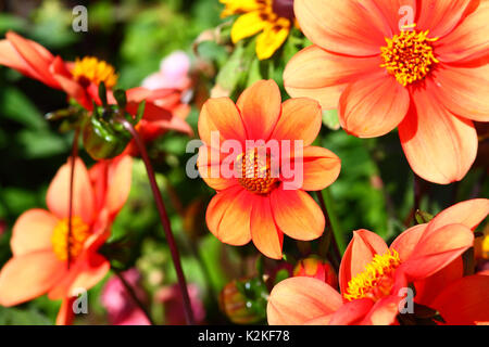 Leeds, UK. Août 31, 2017. Météo britannique. Le dahlia fleurs étaient à leur meilleur dans Golden Acre Park dans la ville de Leeds. Prises le 31 août 2017. Credit : Victoria Gardner/Alamy Live News Banque D'Images