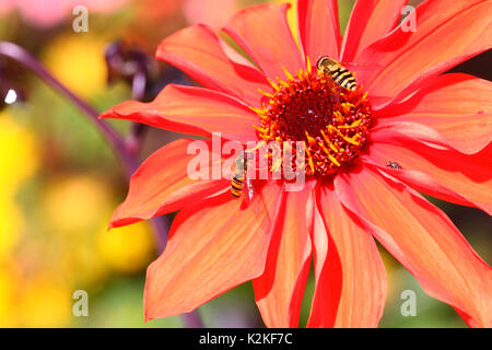 Leeds, UK. Août 31, 2017. Météo britannique. Les insectes pollinisateurs ont occupé les belles fleurs du Golden Acre Park à Leeds, West Yorkshire quand le soleil s'est montré cet après-midi. Ces hoverflies étaient occupés à la collecte du pollen d'un dahlia. Prises le 31 août 2017. Credit : Victoria Gardner/Alamy Live News Banque D'Images