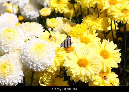 Leeds, UK. Août 31, 2017. Météo britannique. Les insectes pollinisateurs ont occupé les belles fleurs du Golden Acre Park à Leeds, West Yorkshire quand le soleil s'est montré cet après-midi. Prises le 31 août 2017. Credit : Victoria Gardner/Alamy Live News Banque D'Images