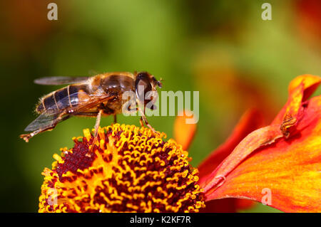 Leeds, UK. Août 31, 2017. Météo britannique. Les insectes pollinisateurs ont occupé les belles fleurs du Golden Acre Park à Leeds, West Yorkshire quand le soleil s'est montré cet après-midi. C'est une pollinisation hoverfly rudbeckia fleur. Prises le 31 août 2017. Credit : Victoria Gardner/Alamy Live News Banque D'Images