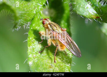 Leeds, UK. Août 31, 2017. Météo britannique. Les insectes pollinisateurs ont occupé les belles fleurs du Golden Acre Park à Leeds, West Yorkshire quand le soleil s'est montré cet après-midi. C'est une pollinisation hoverfly rudbeckia fleur. Prises le 31 août 2017. Credit : Victoria Gardner/Alamy Live News Banque D'Images