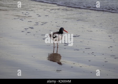 Huîtrier d'Amérique (Haematopus palliatus) - Balneario Camboriu, Santa Catarina, Brésil Banque D'Images