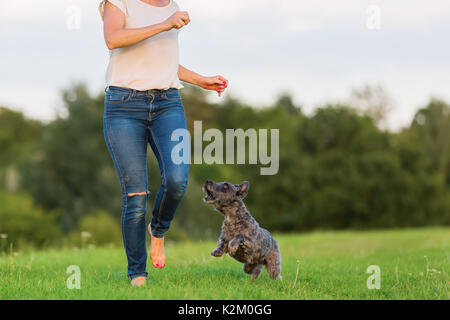 Photo d'une femme qui joue avec un chien hybride terrier sur un pré Banque D'Images