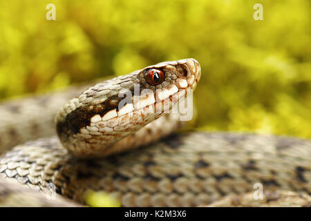 Magnifique portrait de vipère européenne commune à l'état sauvage ( Vipera berus ) Banque D'Images