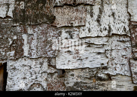 Close-up de l'écorce des arbres de bouleau ou de texture de fond - Détails Banque D'Images