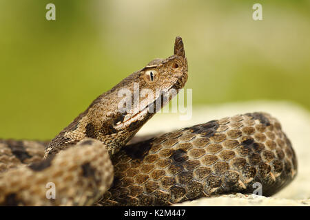 Close-up of female nosed viper, macro portrait de beau serpent ( Vipera ammodytes ) Banque D'Images