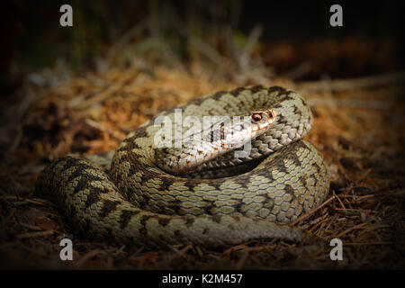 Croisés européens, vipère serpent debout sur la masse forestière ( Vipera berus ) Banque D'Images