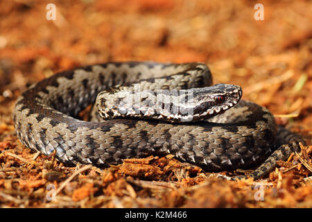 Communes traversées le pèlerin gris additionneur en milieu naturel ( Vipera berus ) Banque D'Images