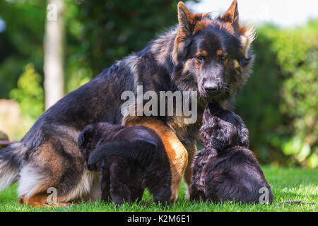 Berger Allemand adultes chien assis avec les chiots sur la pelouse Banque D'Images