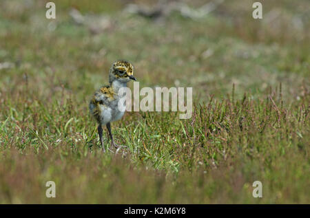 Pluvier doré européen chick -Pluvialis apricaria. Uk Banque D'Images