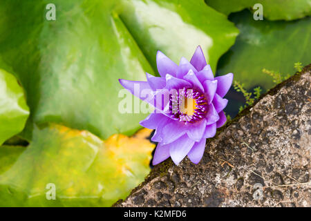 Nymphaea Water Lily (violet) nenuphar Banque D'Images