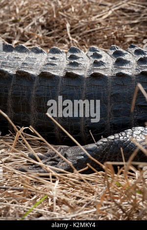 Alligator(s) au soleil à Paynes Prairie Preserve State Park, en Floride. Banque D'Images