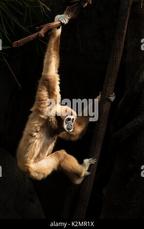 White-remis gibbon (Hylobates lar) sur fond de retour Banque D'Images