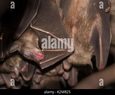 Les chauves-souris frugivores égyptien (Rousettus aegyptiacus) Banque D'Images