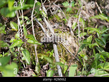 Lézard brun essayant de masquer sur un petit bâton brun Banque D'Images