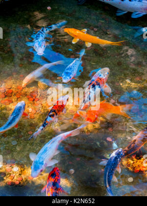 Koi colorées, Cyprinus carpio Carpe commune, ou nager dans un étang du musée à San Marino, CA. Remarque Les pièces en étang jeté pour faire le souhaite. Banque D'Images