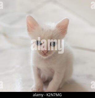 Nouveau-né petit hétérochromatiques kitty chat blanc, assis, regardant la caméra Banque D'Images