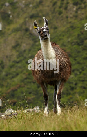 Le lama au Machu Picchu (Site du patrimoine mondial), Pérou, Amérique du Sud Banque D'Images