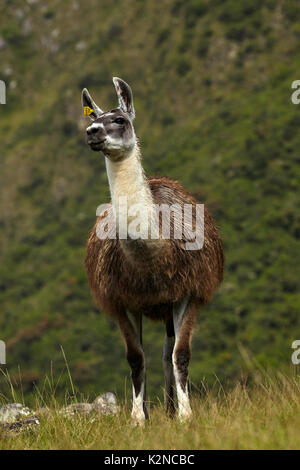 Le lama au Machu Picchu (Site du patrimoine mondial), Pérou, Amérique du Sud Banque D'Images