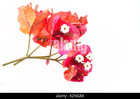 Bougainvillea fleurs sur fond blanc Banque D'Images