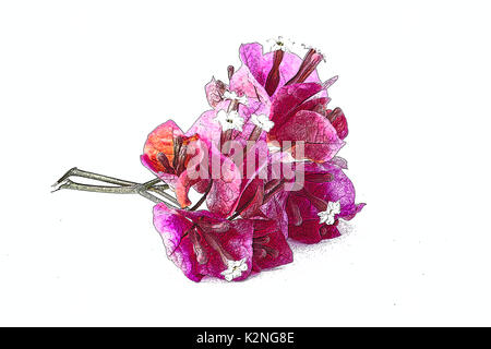 Bougainvillea fleurs sur fond blanc Banque D'Images