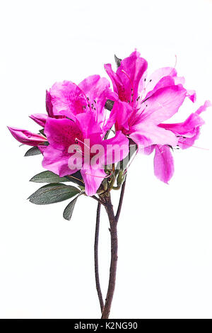Azalée rose sur fond blanc Banque D'Images