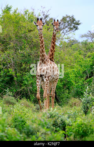 Cape girafes (Giraffa camelopardalis giraffa), les subadultes, demi-cultivé jeune animal, deux, de l'alimentation rechercher, Saint Lucia Estuary Banque D'Images