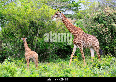 Cape girafes (Giraffa camelopardalis giraffa), femelle adulte avec youngs, nourriture, Saint Lucia Estuary Banque D'Images