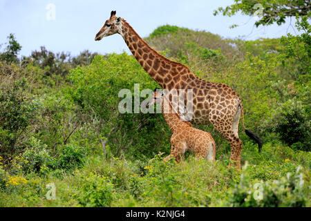 Cape girafes (Giraffa camelopardalis giraffa), femelle adulte avec youngs, nourriture, Saint Lucia Estuary Banque D'Images