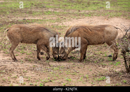 Phacochère, Phacochoerus aethiopicus), mâle adulte, combats, Hluhluwe Umfolozi Hluhluwe iMfolozi National Park, parc national Banque D'Images