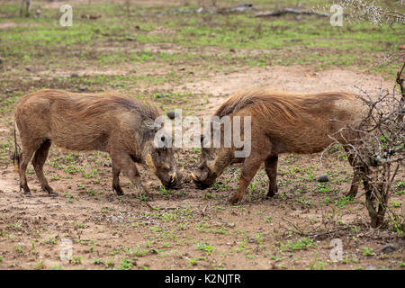 Phacochère, Phacochoerus aethiopicus), mâle adulte, combats, Hluhluwe Umfolozi Hluhluwe iMfolozi National Park, parc national Banque D'Images