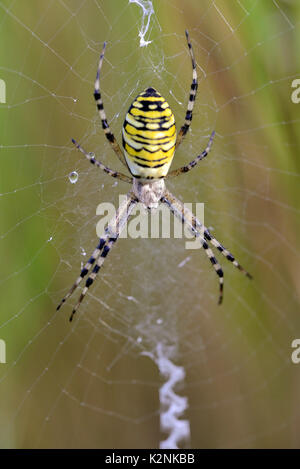 Spider Argiope bruennichi (WASP), femme dans le net, Allemagne Banque D'Images