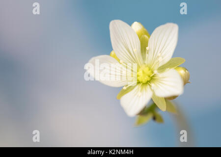 Fleur Dionée avec des pétales blancs en pleine floraison Banque D'Images