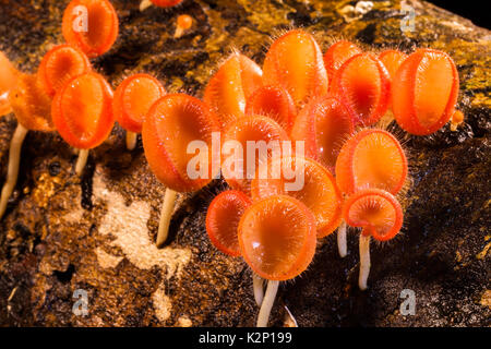 Brûler ou champignons orange coupe de champagne sont de plus en plus de champignons près de waterfall Banque D'Images